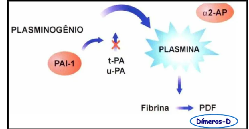 Figura 7 -  Mecanismos de ativação e inibição do sistema fibrinolítico (Adaptado de FRANCO,  2001)