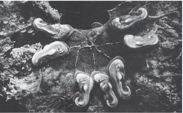 Figura 3 – Vista del lado interno de una vésicula embrionaria extendida de mulita, donde se observan siete embriones y la cavidad amniótica común (c.am.c.) (Fernández, 1915ª)