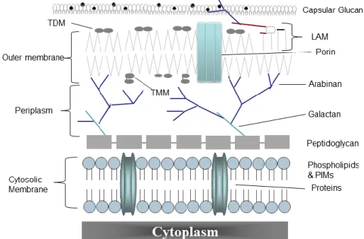 Figure  2  –  Mycobacterial  cell  envelope  constitution.  LAM:  lipoarabinomannan,  PIMs:  phosphatidyl-myo- phosphatidyl-myo-inositol  mannosides,  TDM:  trehalose  dimycolate,  TMM:  trehalose  monomycolate
