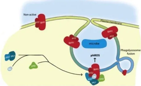 Figure  6  -  Assembly  of  the  phagocyte  NADPH  oxidase  NOX2.  Upon  activation,  the  cytosolic  components  p47 phox , p67 phox , p40 phox , and Rac2 translocate to cytochrome b and form a functional NADPH oxidase