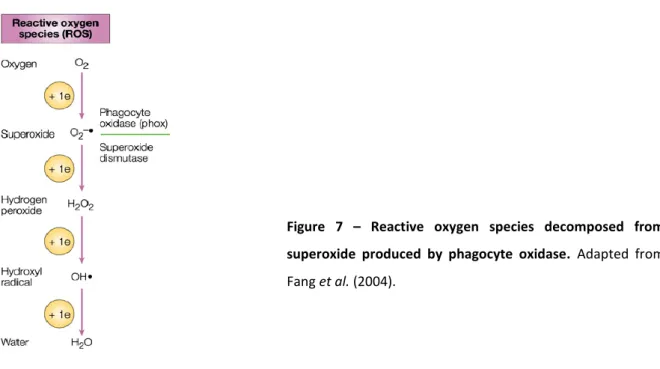 Figure  7  –  Reactive  oxygen  species  decomposed  from  superoxide  produced  by  phagocyte  oxidase