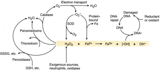 Figure  8  –  Cellular  reactions  leading  to  oxidative  DNA  damage  via  the  Fenton  Reaction
