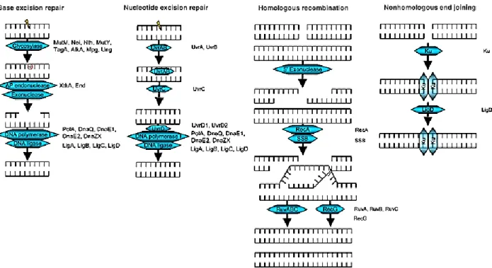 Figure  9  –  Major  mechanisms  repairing  DNA  damages  in  bacteria.  Listed  beside  each  pathway  are  the  homologues  of  DNA  repair  proteins  found  in  M