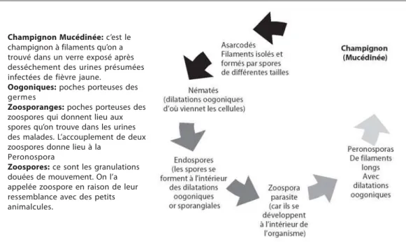 Figure 3 – Cycle de développement de la Peronospora lútea (observations faites à partir de la classification de Bertillon dans la perspective de Carmona y Valle, 1885)