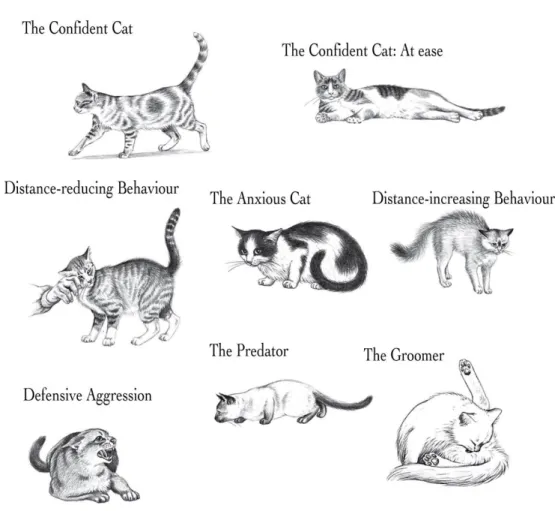 Figure 1 - Feline Body Language by Weiss et al. (2015): some examples of cat body language