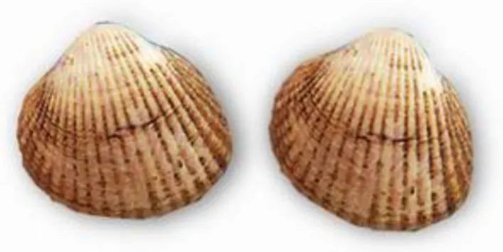 Figura  7-  Berbigão,  Cerastoderma  edule. 