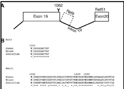 Figura 1- Representação esquemática do splice alternativo do RNAm no                             exon 19, que determina  a formação da  isoforma RET 9