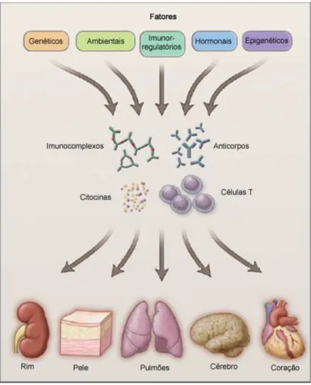 Figura  1:  Fatores  patogênicos,  formação  dos  imunocomplexos,  autoanticorpos,  células  autorreativas e dano em diversos órgãos (TSOKOS, 2011)