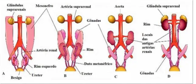 Figura 8 – Esquema ilustrativo da ascensão dos rins e modificação das artérias renais  Fonte: Moore &amp; Persaud (2003) 
