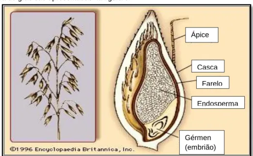 Figura 5 – Panícula da aveia (esquerda), corte transversal do grão de aveia (direita), Fonte: Encyclopaedia Britannica,  1996