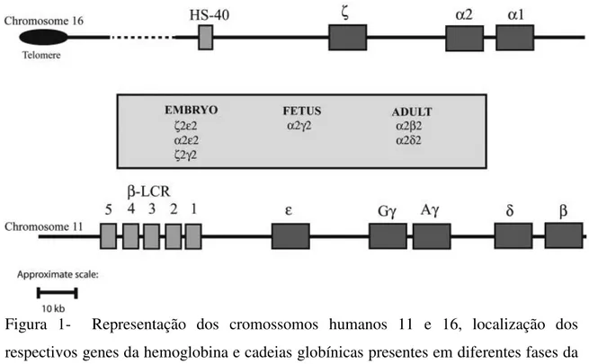 Figura  1-    Representação  dos  cromossomos  humanos  11  e  16,  localização  dos  respectivos genes da hemoglobina e cadeias globínicas presentes em diferentes fases da  vida humana (Higgs, 2004)