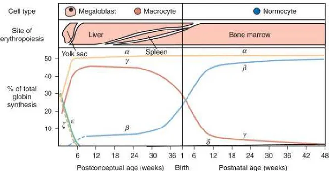 Figura  2-  Representação  gráfica  da  expressão  diferencial  dos  genes  da  hemoglobina  humana nas diferentes fases da vida (Cunningham et al., 2009)