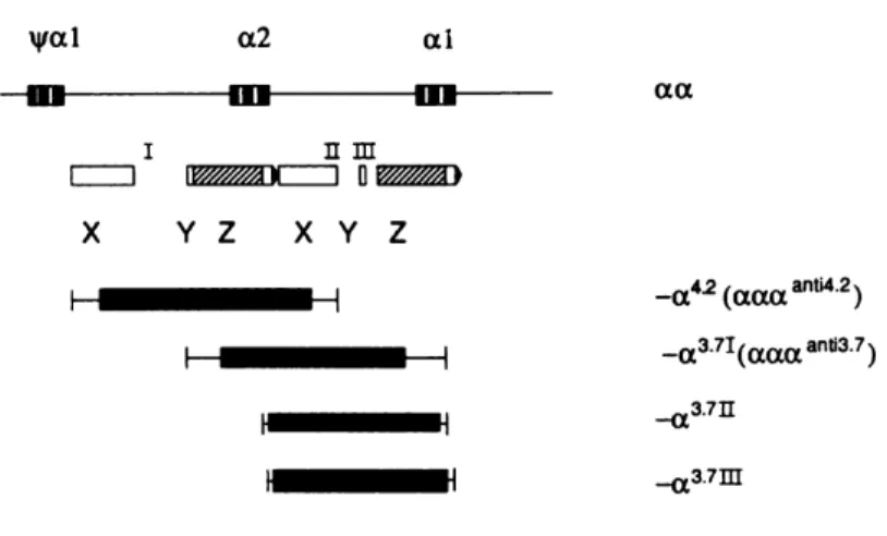 Figura 3- Localização dos genes HBA2 e HBA1 no cromossomo 16 e destaque para as  regiões  homólogas  duplicadas  (X,  Y,  Z)  e  regiões  não  homológas  (I,  II  e  III)