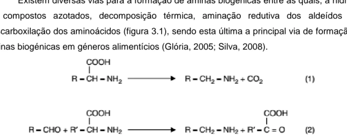 Figura 3.1 - Formação de aminas por descarboxilação (1), aminação redutiva de aldeídos (2) (Glória,  2005)