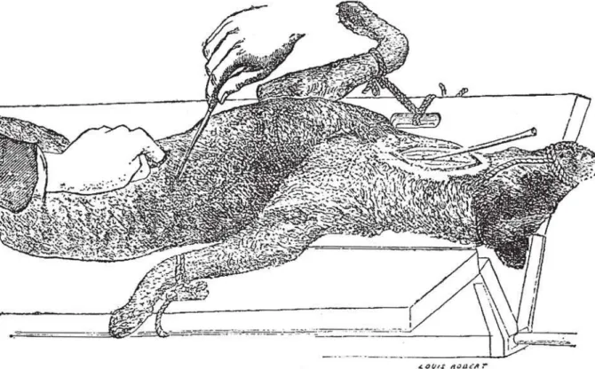 Figure 2: Dog immobilized on the vivisection table, while physiologists open his body with a knife