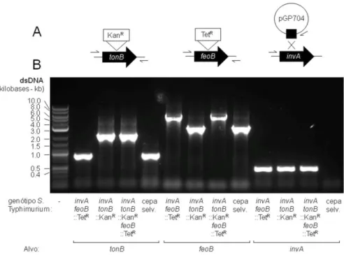 Figura  2.  Confirmação  dos  mutantes  de  Salmonella  Typhimuium  por  PCR.  (A) 