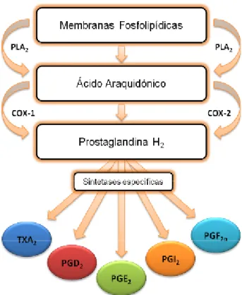 Figura 6 – Biossíntese de prostanóides a partir do AA
