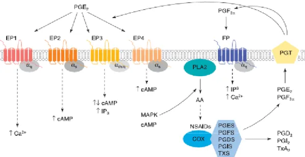 Figura 7 – Cascata de sinalização via receptores EP e FP