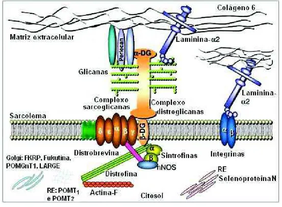 Figura 3 - Localização celular da selenoproteína N.  Fonte: 6 . 