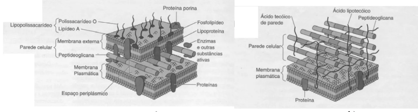 Figura 3.3 – Estrutura da unidade repetitiva da peptideoglicana de E. coli (KONEMAN  et al., 2001)