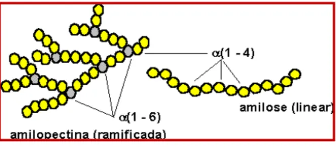 Figura 5 – Estrutura química do amido. 