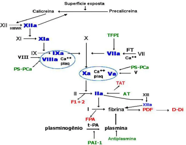 Figura 1-  Representação esquemática da cascata de coagulação (in vitro) e fibrinólise
