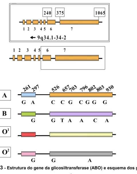 Figura 3  - Estrutura do gene da glicosiltransferase (ABO) e esquema dos genes dos  grupos sanguíneos.