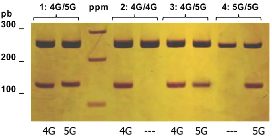 Figura 9 -  Eletroforese em gel de poliacrilamida para detecção do polimorfismo 4G/5G no  gene do PAI-1, através da técnica de PCR alelo específico.