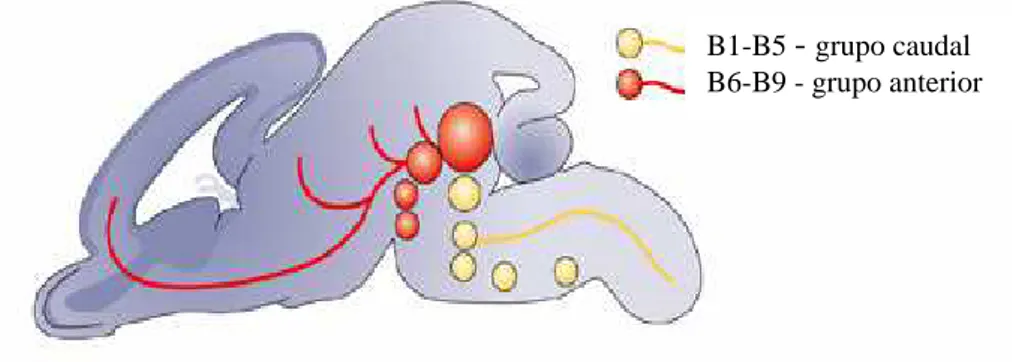 Figura 4: Organização dos neurônios serotoninérgicos no tronco cerebral 