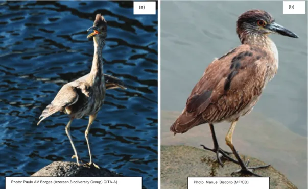 Fig. 1.  Photographs of juvenile Yellow-crowned Night Herons found in the Azores and on Madeira: a) First  record for Europe and the Western Palearctic, Angra do Heroísmo Marina, Terceira Island, Azores (Photo by  P.A.V
