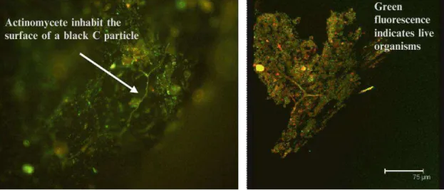 Fig. 2.6  Imagem de microscopia confocal de fluorescência de amostras de BC separadas de TPI’s