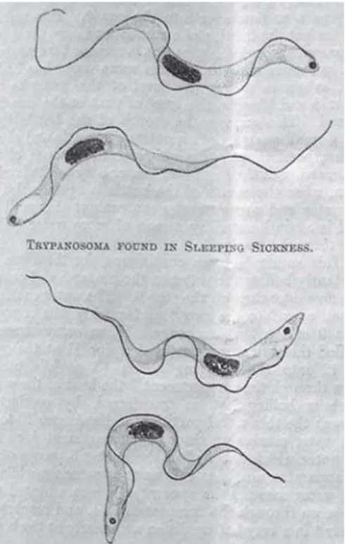 Figure 7: Trypanosoma identified by Aldo Castellani (Castellani, 1903a, p.205)