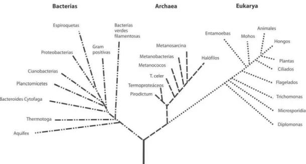 Figura 1: Sistema de clasificación universal basado en los tres dominios: bacteria, archae y eukarya