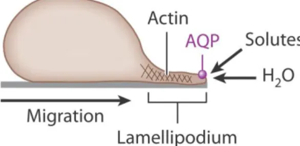Figure  1.4.  Proposed  mechanism  of  AQP-facilitated  cell  migration.  Water  entry  into  protruding  lamellipodia in migrating cells