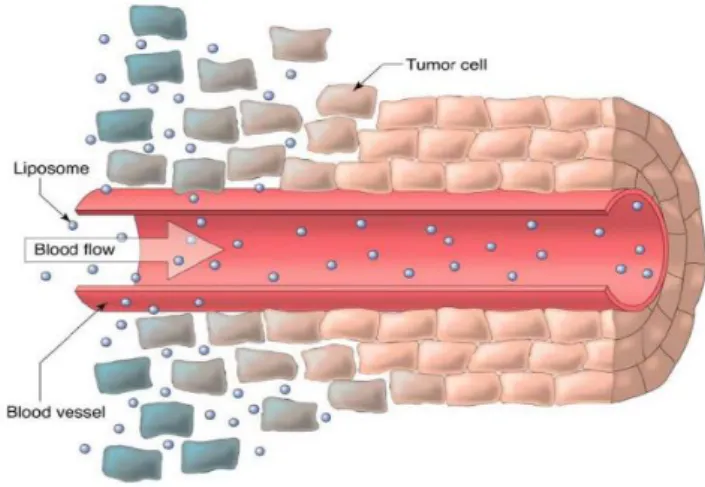 Figure  1.9.  Extravasation  and  accumulation  of  liposomes  in  tumor  tissue  due  to  EPR  effect