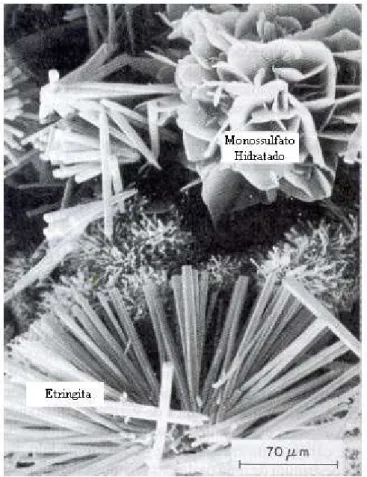Figura 3.2 - Micrografia eletrônica de varredura de cristais hexagonais típicos de  monossulfato hidratado e cristais aciculares de etringita (MEHTA E MONTEIRO,  1994) 