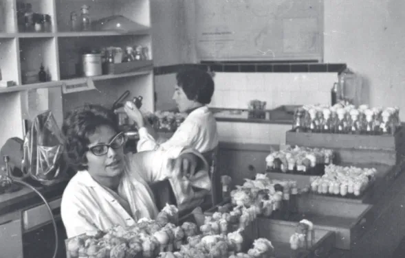 Figure 3: 1960s. Clara Maria P. Maciel, and, in the background, Nena Morales, working in the Drosophila Laboratory  (Museum of Genetics, Universidade Federal do Rio Grande do Sul)