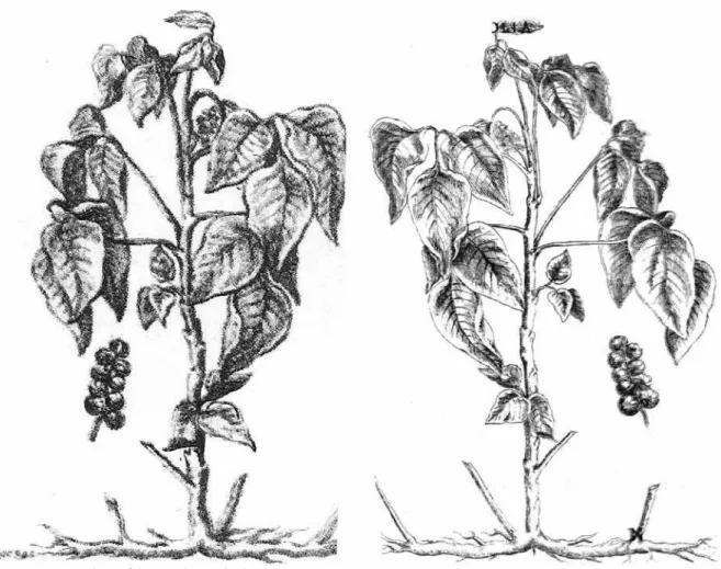 Figure 5: Edera Trifolia canadensis (Cornuti, 1635, p.97)Figure 4: Edera Trifolia canadensis (Charlevoix, 1744, p.31a)