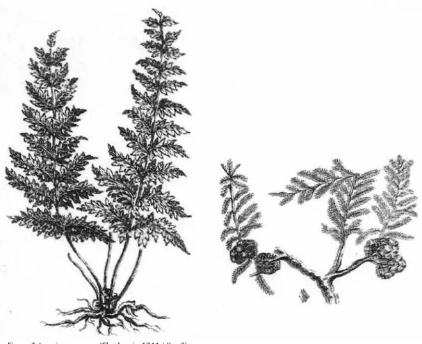 Figure 3: Lousiana cypress (Charlevoix, 1744, t.II, p.3) 