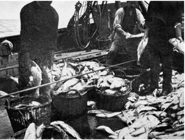 Figura 2: Clasiicación de la pesca a bordo de un vapor pesquero (Zabala, 1910) 