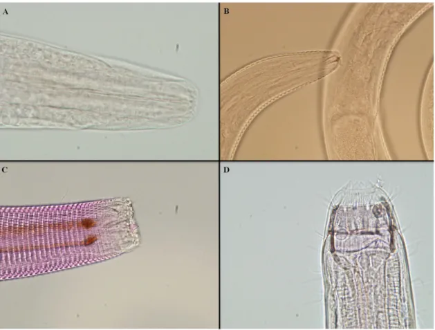 Figure  3.  Four  genera  of  nematodes  belonging  to  four  feeding  types:  A  -  Selective  deposit  feeder,  Terschellingia  sp.;  B-  Non-selective  deposit  feeder,  Camacolaimus  sp.;  C-  Epistrate  feeder, Euchromadora sp.; D-Predator/omnivor, Sp