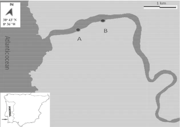 Figure 1. Mira estuary (Portugal): indication of sampling Sites (black circles)  from the mouth of the estuary, and B, 2 km upstream).