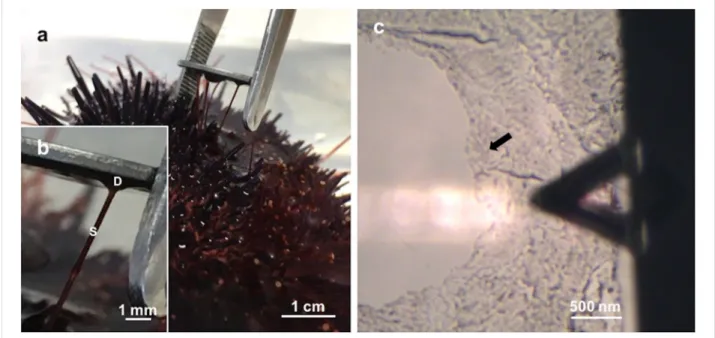 Figure 1: a) Collection of Paracentrotus lividus footprints on mica. b) Detailed view of a sea urchin tube foot attached to mica, showing the adhesive disc (D) and the stem (S)