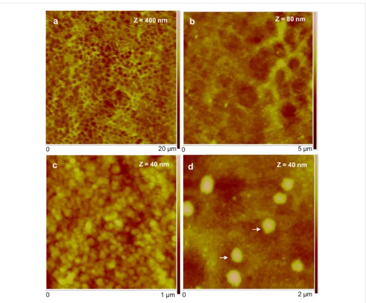 Figure 3: Peak force tapping AFM (PFT-AFM) images of moist adhesive material deposited by the tube feet of Paracentrotus lividus on mica.