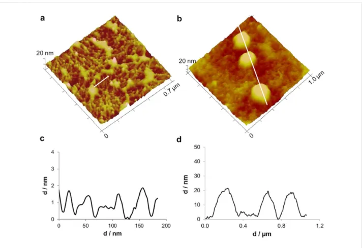 Figure 4: Peak force tapping AFM (PFT-AFM) 3D height images and profiles of small-sized areas of the moist adhesive material deposited by the tube feet of Paracentrotus lividus on mica