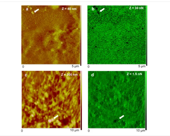 Figure 5: Peak force tapping AFM (PFT-AFM) with quantitative nanomechanical (QNM) software for analysis of height (a, c) and adhesion (b, d) of the adhesive material deposited by the tube feet of Paracentrotus lividus on mica obtained in air (a, b) and art