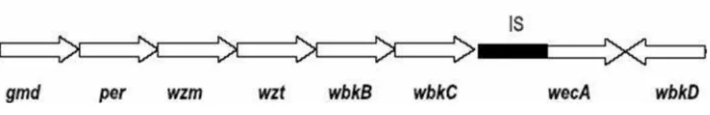 Figura 4 Região do cromossomo I de B. abortus que consiste de genes envolvidos na síntese do  LPS da Brucella