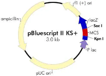 Figura 7-Mapa do vetor pBluescript- II KS+ 