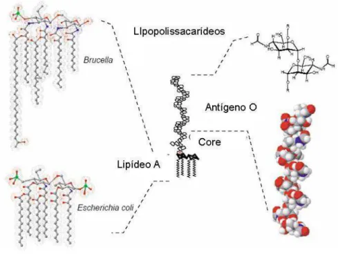 Figura 2: Representação esquemática dos LPS da Brucella e E. coli. Adaptado 