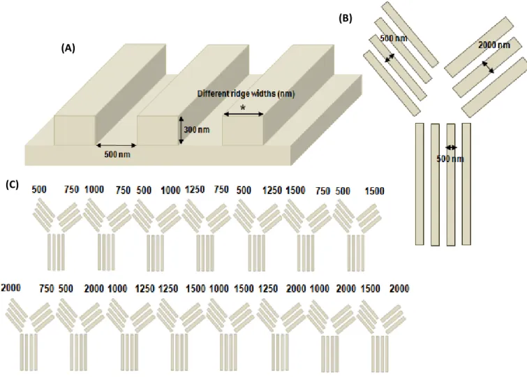 Figure 3 – Nanotopographical patterns were imprinted on the cell culture substrate: (A) Dimensions of the grooves are  constant (width of 500 nm and depth of 300 nm) and different ridge widths were studied; (B) The right and left parts of  the “Y”-bifurcat